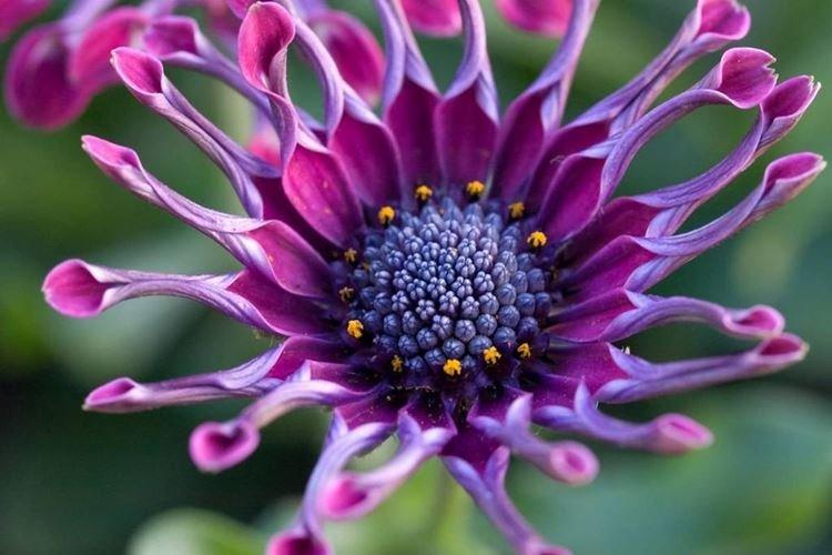 Marguerite africaine - Les plus belles fleurs du monde