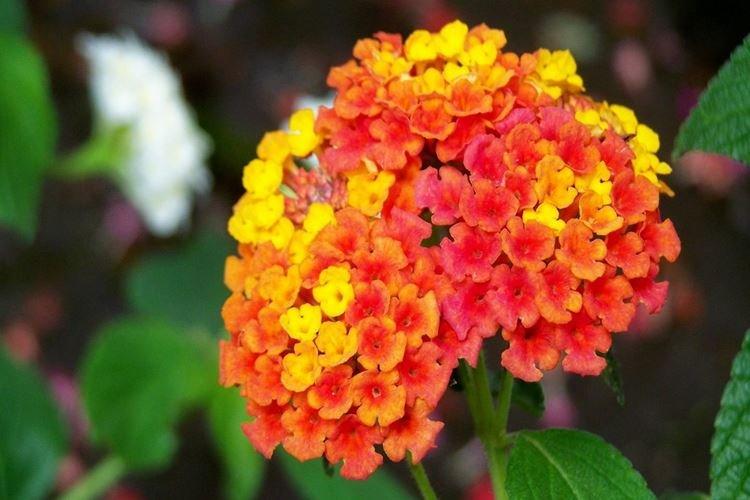 Lantana - Les plus belles fleurs du monde