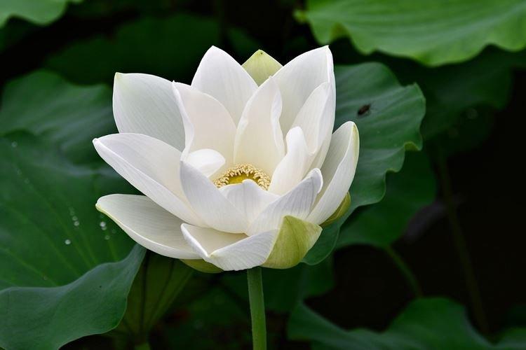 Lotus blanc - Les plus belles fleurs du monde