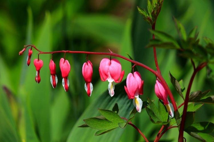 Dicentra magnifique - Les plus belles fleurs du monde