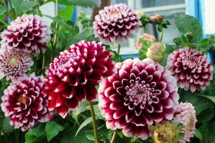 Dahlias - Les plus belles fleurs du monde