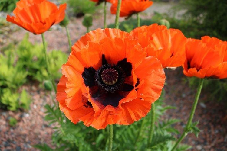 Pavot d'Orient - Les plus belles fleurs du monde