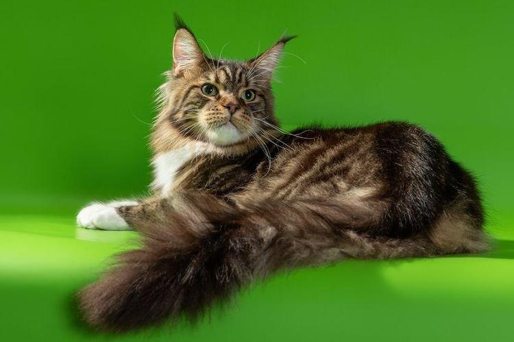 Maine Coon - Les plus belles races de chats