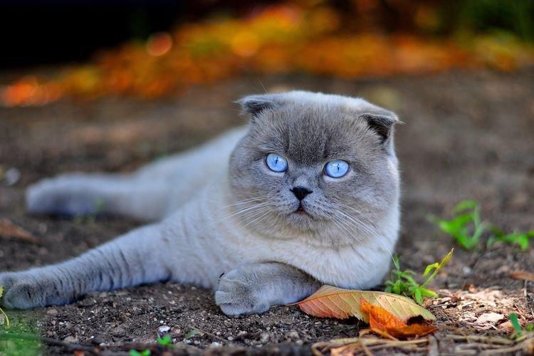 Scottish Fold - Les plus belles races de chats