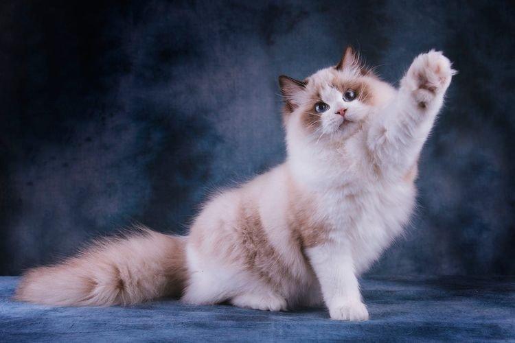 Ragdoll - Les plus belles races de chats