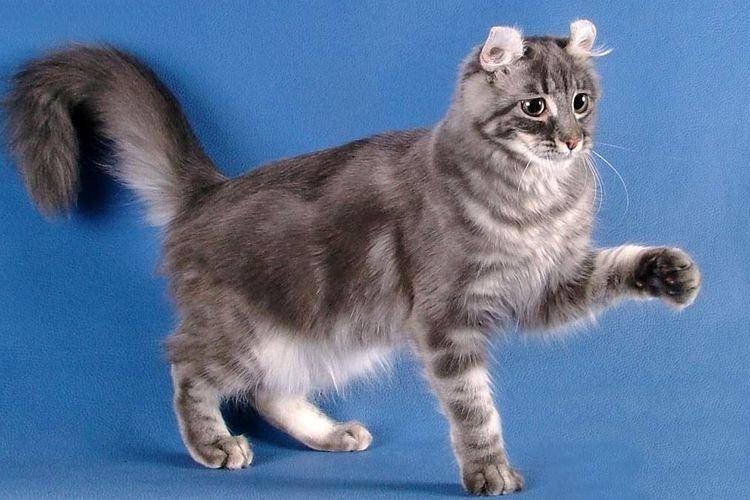 American Curl - Les plus belles races de chats