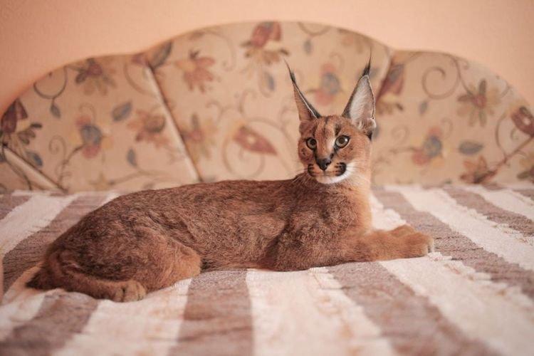 Caracal - Les plus belles races de chats