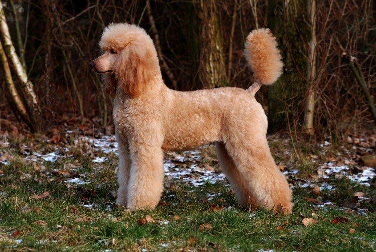 Caniche - Les plus belles races de chiens