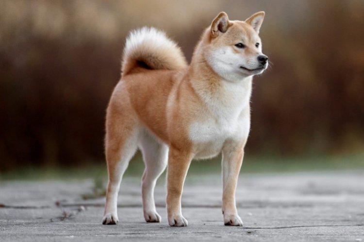 Akita Inu - Les plus belles races de chiens