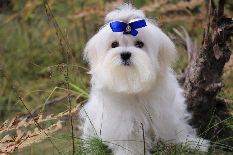 Lapdog maltais - Les plus belles races de chiens