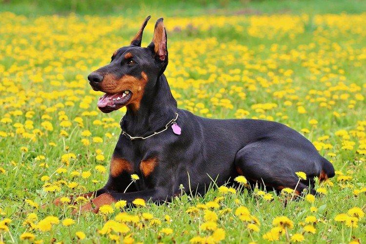 Doberman Pinscher - Les plus belles races de chiens