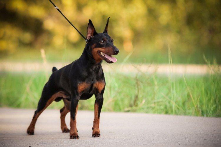 Pinscher nain - Les plus petits chiens du monde
