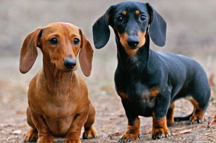 Lapin Teckel - Les plus petits chiens du monde