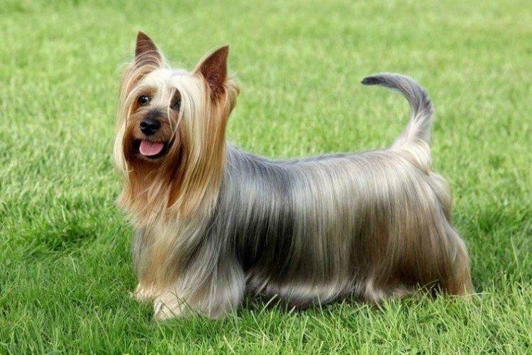 Australian Silky Terrier - Les plus petits chiens du monde