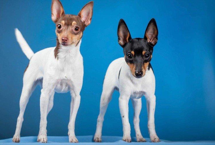 Toy Fox Terrier - Les plus petits chiens du monde