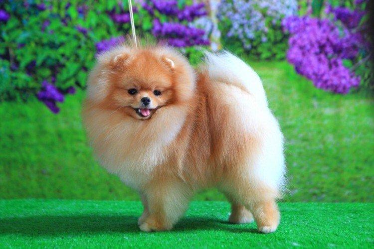 Pomeranian - Les plus petits chiens du monde