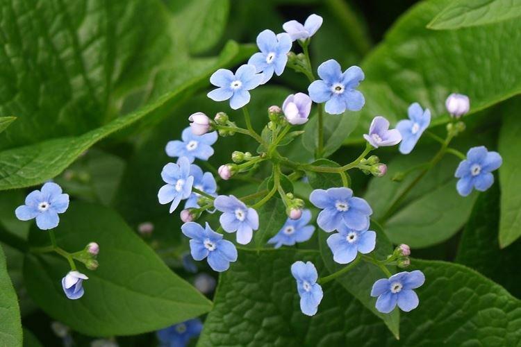 Brunner - Les fleurs les moins prétentieuses pour une résidence d'été