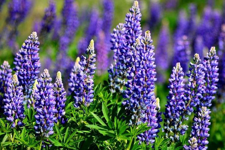 Lupin - Les fleurs les moins prétentieuses pour une résidence d'été