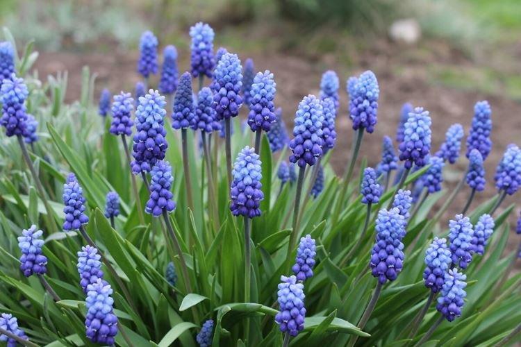 Muscari - Les fleurs les moins prétentieuses pour une résidence d'été