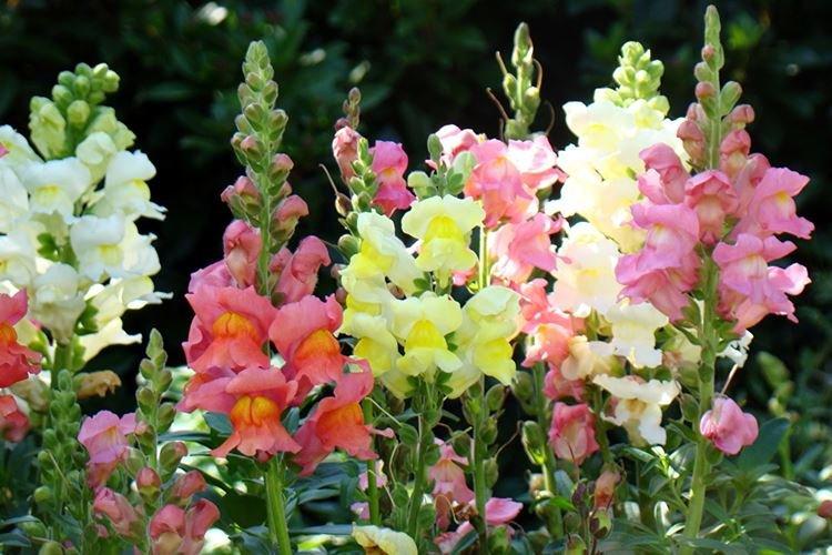 Snapdragon - Les fleurs les plus sans prétention pour une résidence d'été