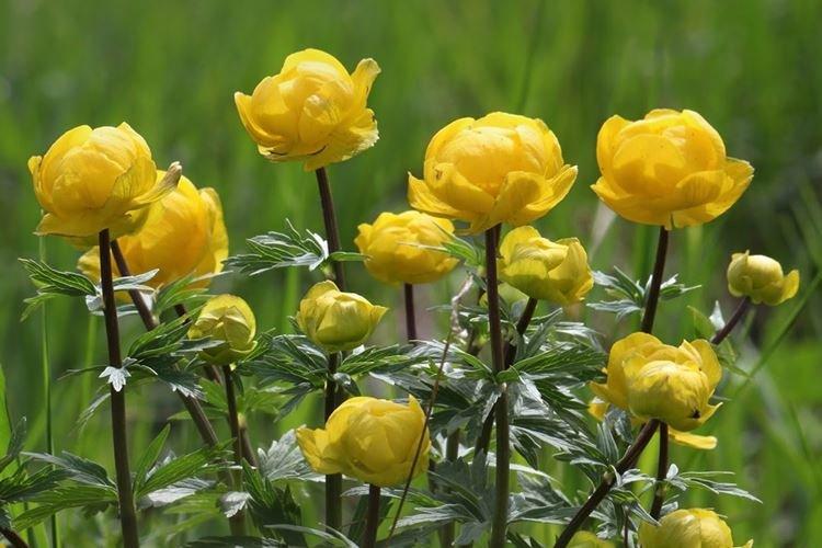Maillot de bain - Les fleurs les plus sans prétention pour une résidence d'été