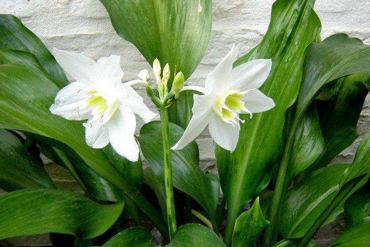 Eucharis - Les plantes d'intérieur les plus sobres