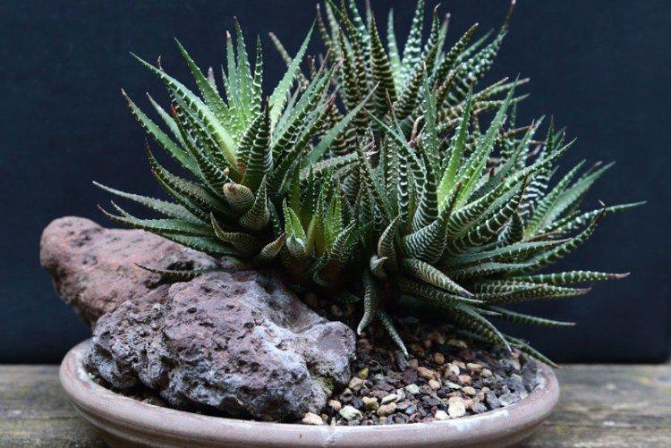 Haworthia - Les plantes d'intérieur les plus sobres