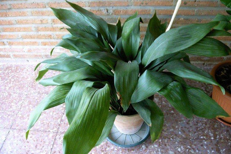 Aspidistra - Les plantes d'intérieur les plus sobres