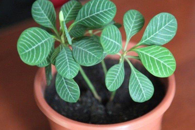 Euphorbia - Les plantes d'intérieur les plus sans prétention