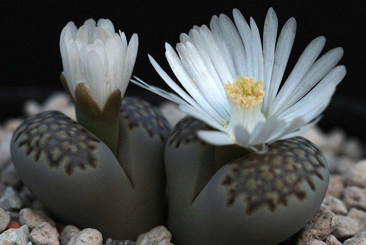 Lithops - Les plantes d'intérieur les plus sobres