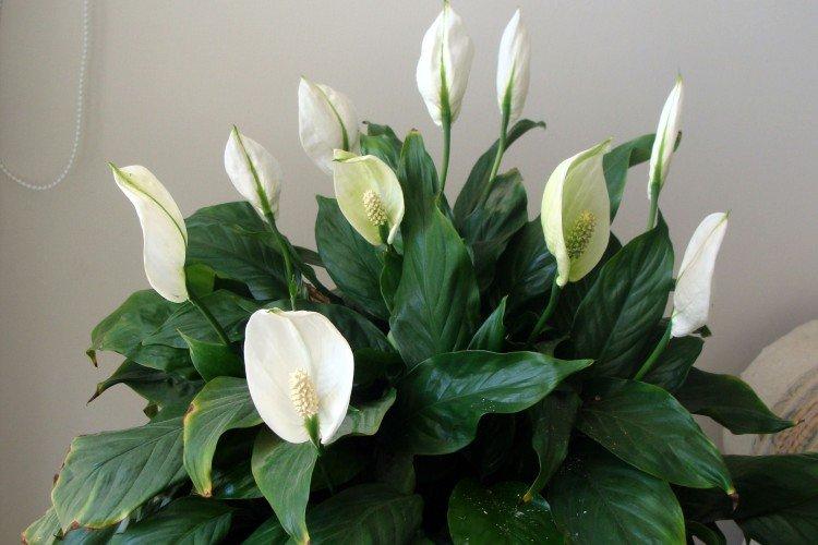 Spathiphyllum - Les plantes d'intérieur les moins prétentieuses