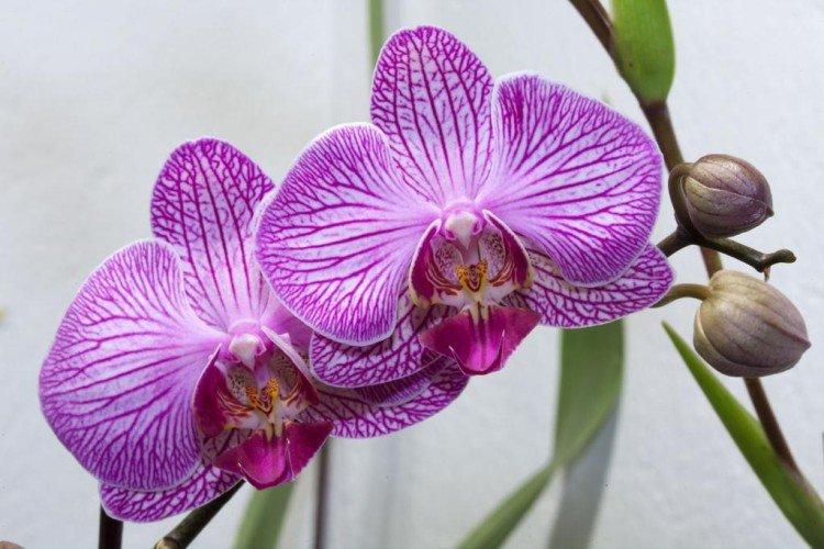 Phalaenopsis - Les plantes d'intérieur les plus sobres