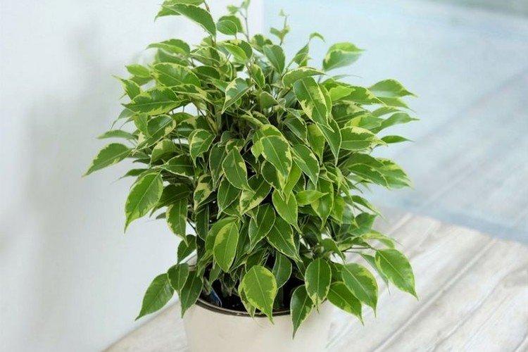 Ficus Benjamina - Les plantes d'intérieur les plus sobres