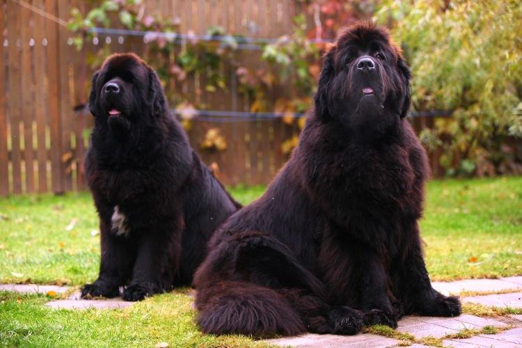 Terre-Neuve - Les races de chiens les plus obéissantes