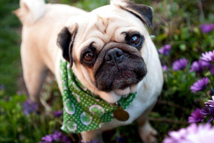 Carlin - Les races de chiens les plus obéissantes