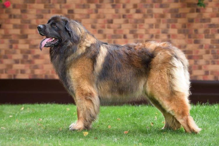 Leonberger - Les races de chiens les plus obéissantes
