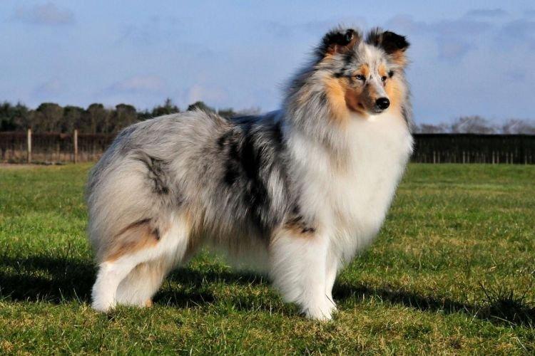 Sheltie - Les races de chiens les plus obéissantes