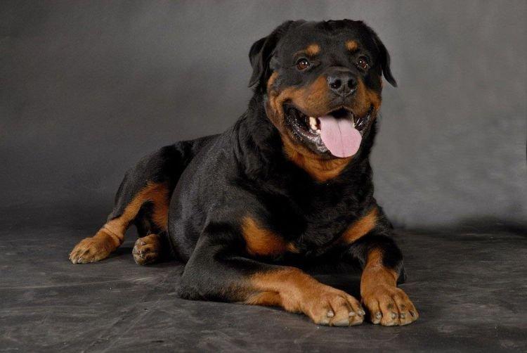 Rottweiler - Les races de chiens les plus obéissantes