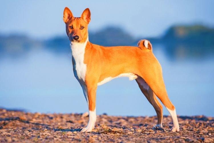Basenji - Les races de chiens les plus intelligentes