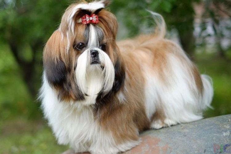 Shih Tzu - Les races de chiens les plus intelligentes