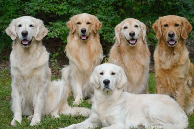 Golden Retriever - Les races de chiens les plus intelligentes