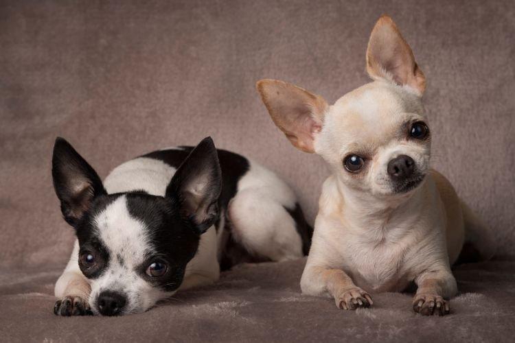 Chihuahua - Les races de chiens les plus intelligentes