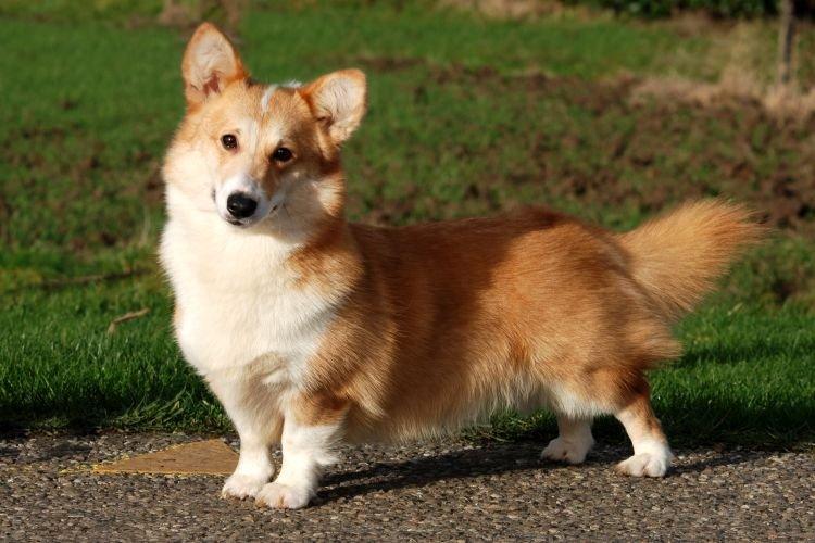 Corgi - Les races de chiens les plus intelligentes