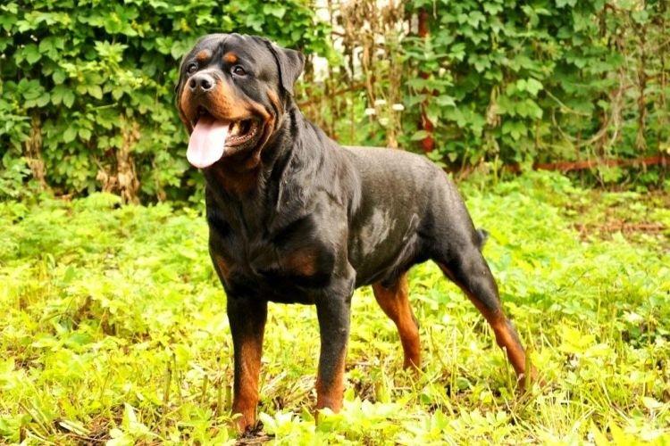 Rottweiler - Les races de chiens les plus intelligentes