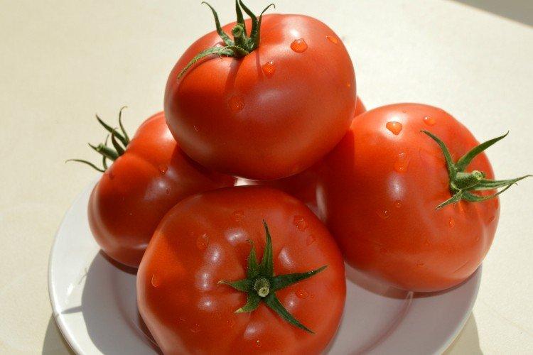 Fan - Variétés de tomates à haut rendement pour plein champ