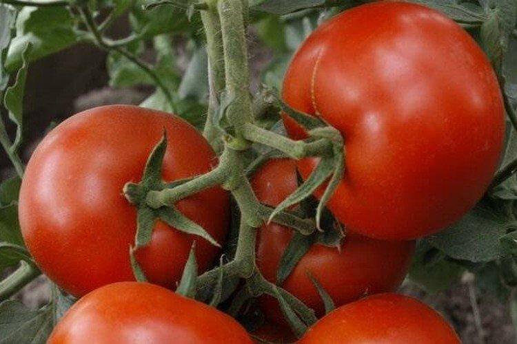 Vladimir - Variétés de tomates à haut rendement pour la pleine terre