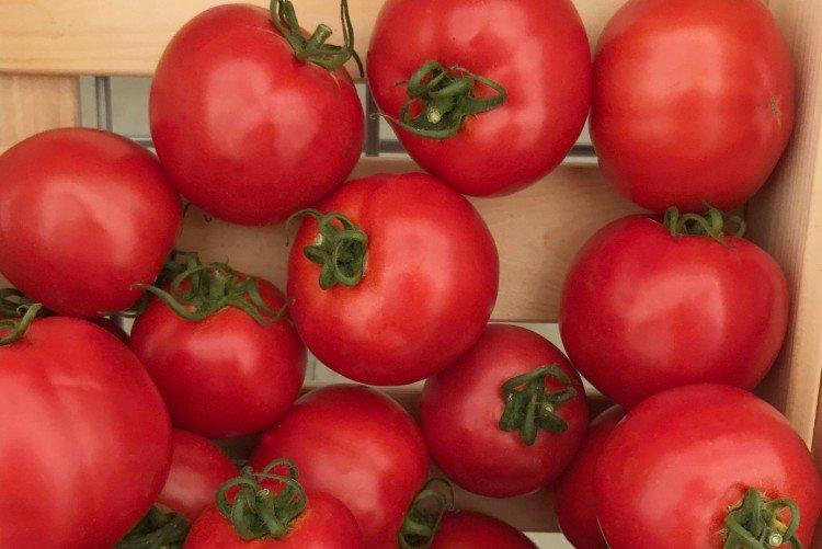 Sultan - Les variétés de tomates les plus productives de la région de Moscou