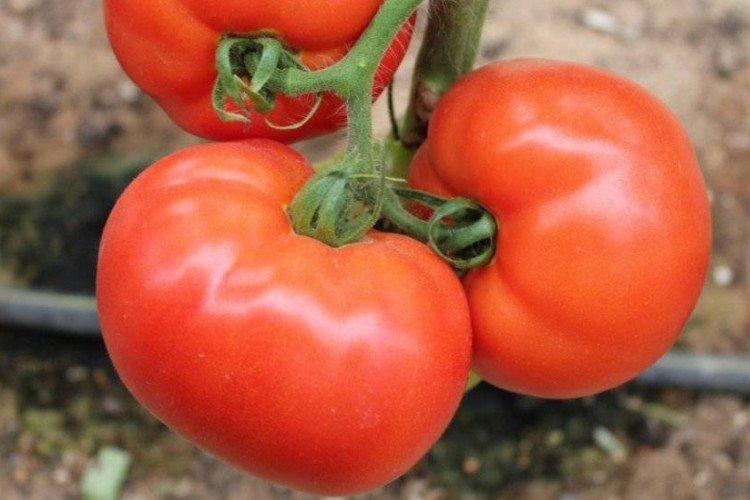 Krakowiak - Les variétés de tomates les plus productives de l'Oural