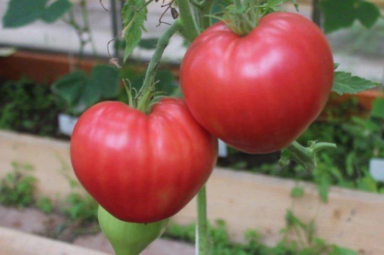 Abakansky - Les variétés de tomates les plus productives de Sibérie