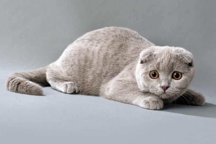 Origine - Chats Scottish Fold